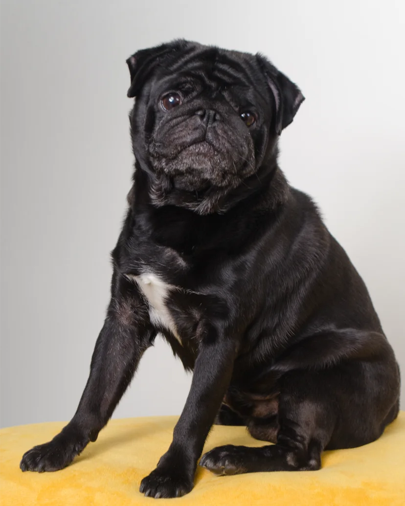 Balu